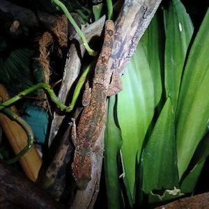Chahoua Gecko (Mainland) NZ 24,25 Bild 6