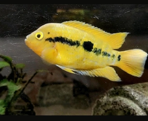 Regenbogenbuntbarsche   Fische   Aquarium 