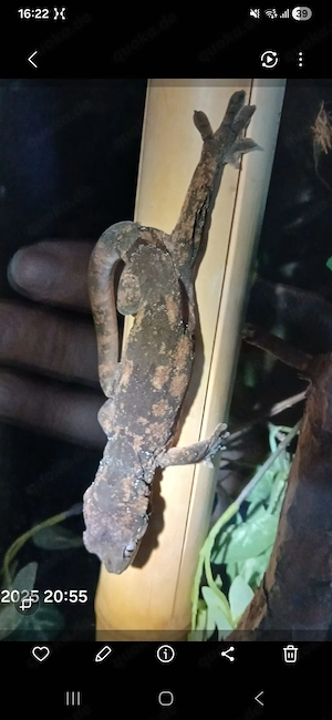 Chahoua Gecko (Mainland) NZ 24,25 Bild 5