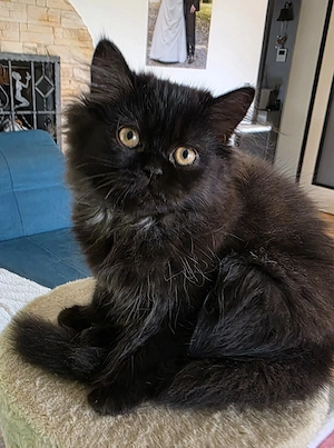 Perser Kitten Weibchen Auszugbereit 