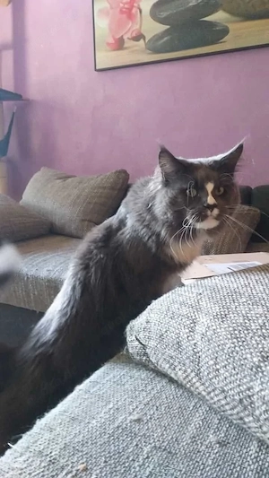    Traumhafter Maine Coon Deckkater Filou (Blue-White)   erfahren, gesund & liebevoll   