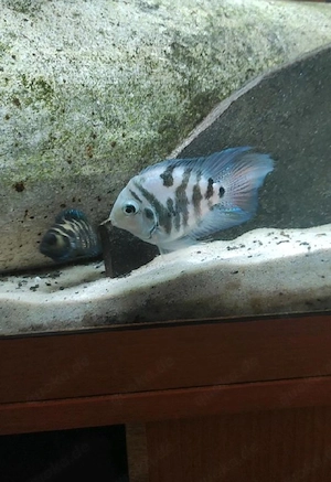 Polar Parrot Papageienbuntbarsche   Fische   Aquarium 