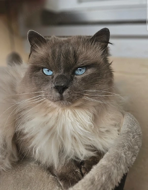 Deckkater Heilige Birma blue point