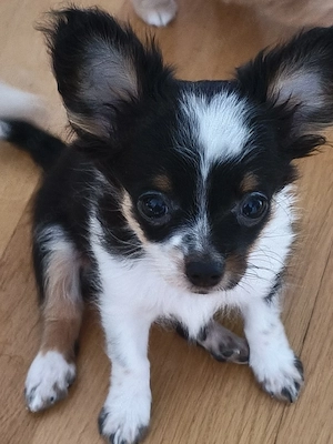 reinreißige langhaarige Chihuahua Rüde