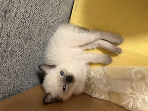 Siam baaby sucht lieber Zuhause