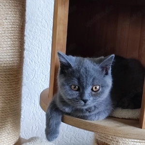 BKH Katerchen in Blau abgabebereit