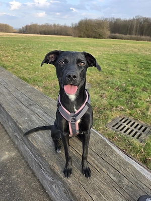 Labrador Mädchen Bonnie