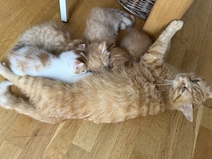 Zwei kleine rote Kater   Kitten