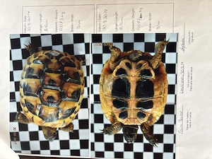 Griechische Landschildkröte (männlich)