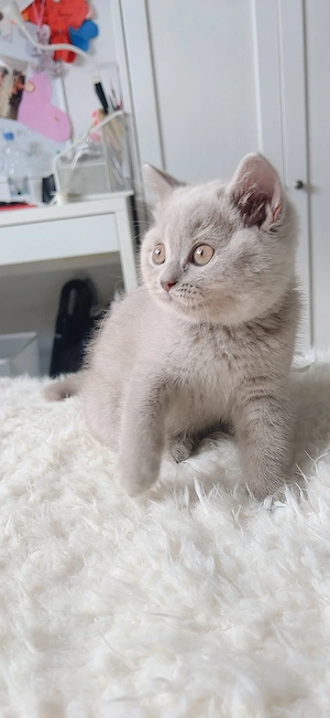 2 zuckersüße BKH-BLH Kitten sind ab sofort bereit für ihr neues Zuhause.