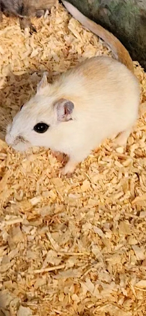 Mongolische Rennmäuse (Weibchen)