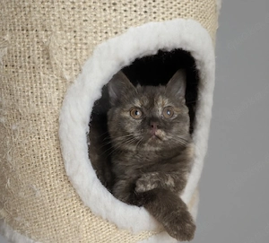 Britisch Kurzhaar Katze Chocolate Tortie