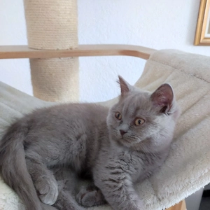BKH Katerchen in Lilac