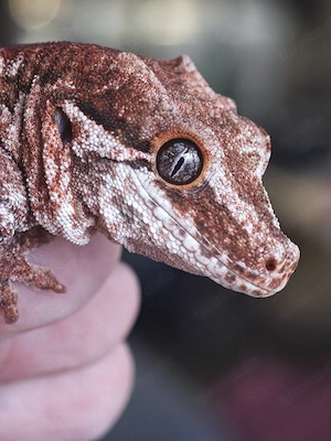 Höckerkopfgecko von 2023 1.0