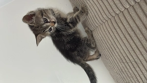 Junges kitten dringend abzugeben
