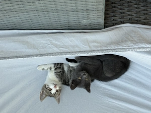 Verspielte, neugierige Kitten suchen liebevolles Zuhause - sofort abgabebereit
