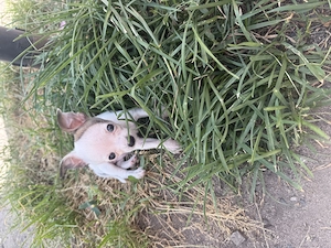 Zuckersüße Chihuahua Rüden