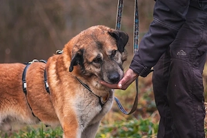 Sammi: Mischung aus Stärke und Sanftheit Bild 4