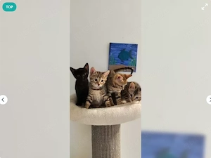 wunderschöne Bengal Kitten suchen ein liebevolles Zuhause 