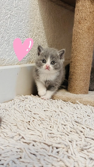 Bkh Kitten