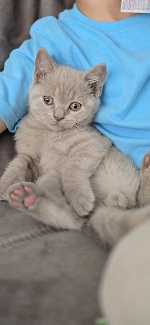 Zuckersüßes BKH-Kitten sucht ein liebevolles Zuhause