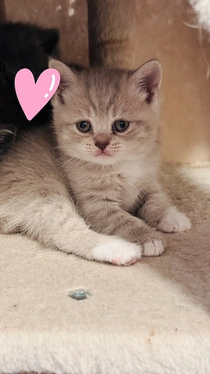 Bkh Kitten