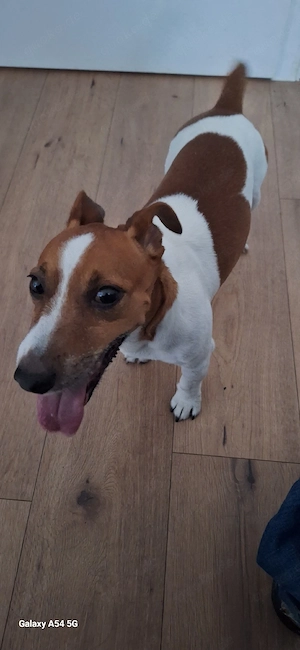 Jack Russel 