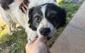 Flauschige schüchterne Hundedame Gräschen sucht Zuhause