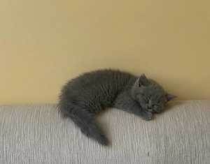 Britisch Kurzhaar Kitten