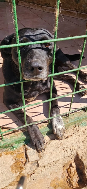  Süsse Maus sucht ihren Menschen       
