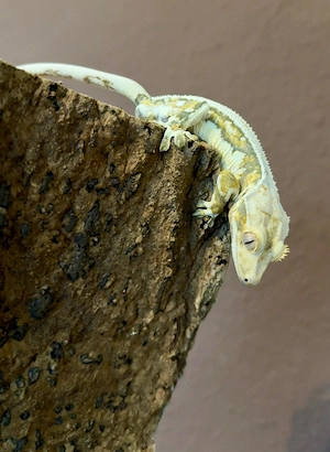 Kronengecko (Correlophus ciliatus) - männchen