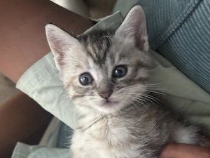 Main Coon Mix Kitten