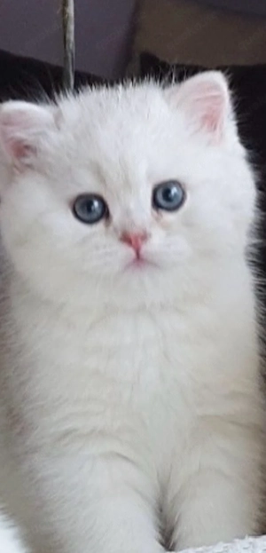 Britisch Kurzhaar Kitten   ca. 3  Monate alt   liebevoll aufgezogen