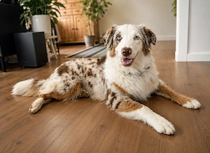 Australian Shepherd Rüde