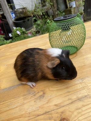 Meerschweinchen Böckchen