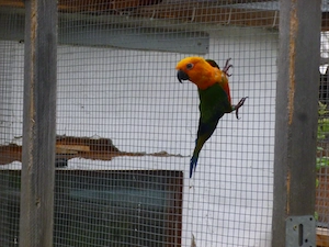 1,1 Jendayasittiche   wunderschöne Vögel