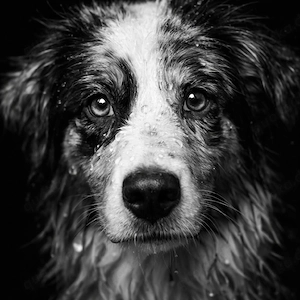 Australian Shepherd Hündin 