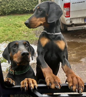 Dobermann Welpen aus liebevoller Hobbyzucht   6 Rüden & 1 Hündin suchen ihr Zuhause fürs Leben