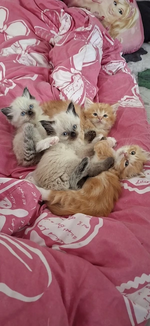 Maine Coon Ragdoll Mix Kitten, Babykatzen, Katenbabys, cats, Kätzchen