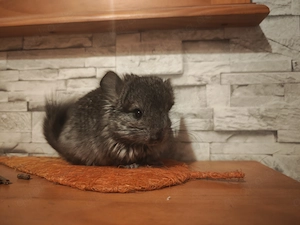 Chinchilla Angora Brüder zur Abgabe Preis auf Anfrage!