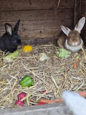 Hauskaninchen