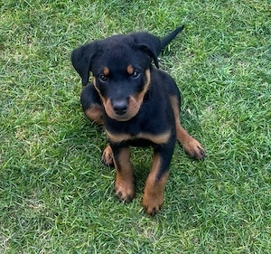 Rottweiler Rüde 10 Wochen alt mit Ahnentafel sucht nach einem neuen zu Hause