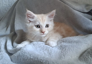Maine Coon Kitten mit XXL-Silberanteil sucht sein Für-immer-Zuhause!
