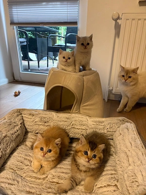 Süße BKH Kitten zu verkaufen 