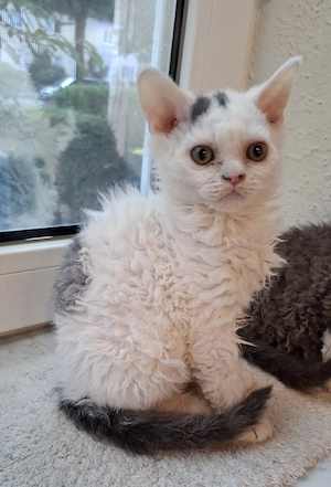 Selkirk Rex Kater (chen)