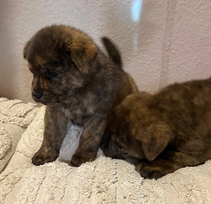 CHOW-CHOW mix Welpen