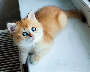 Golden Chinchilla BKH Kitten  Bild 3