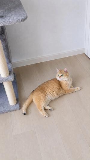 Golden Chinchilla BKH Kitten  Bild 5