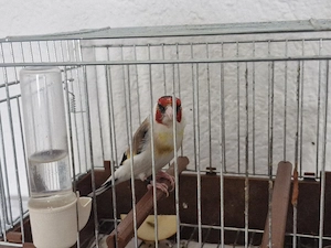 Stieglitz Vögel 