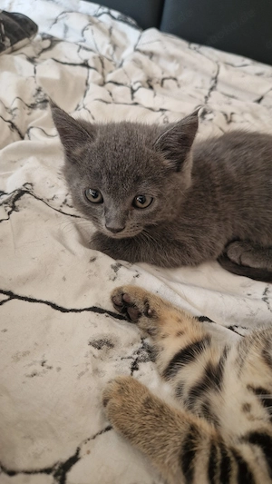 Bkh kitten zu verkaufen 
